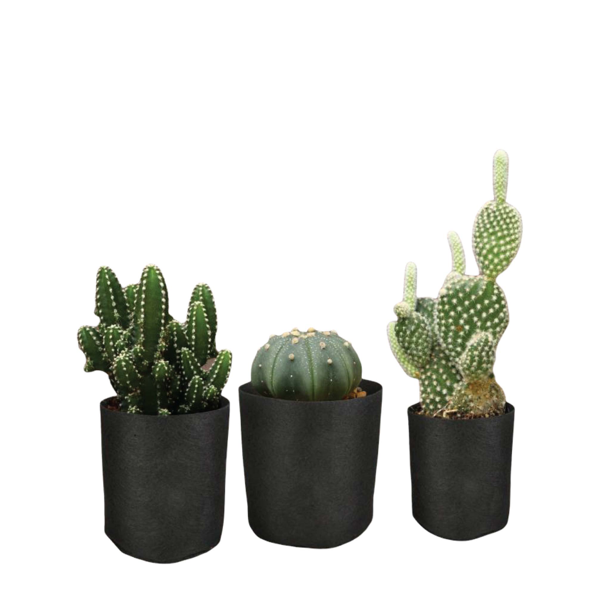 6 Pck 0.6 Gallon Fabric Flower Pots 2.4L Garden Planter Bags Black Felt Root Pouch-2